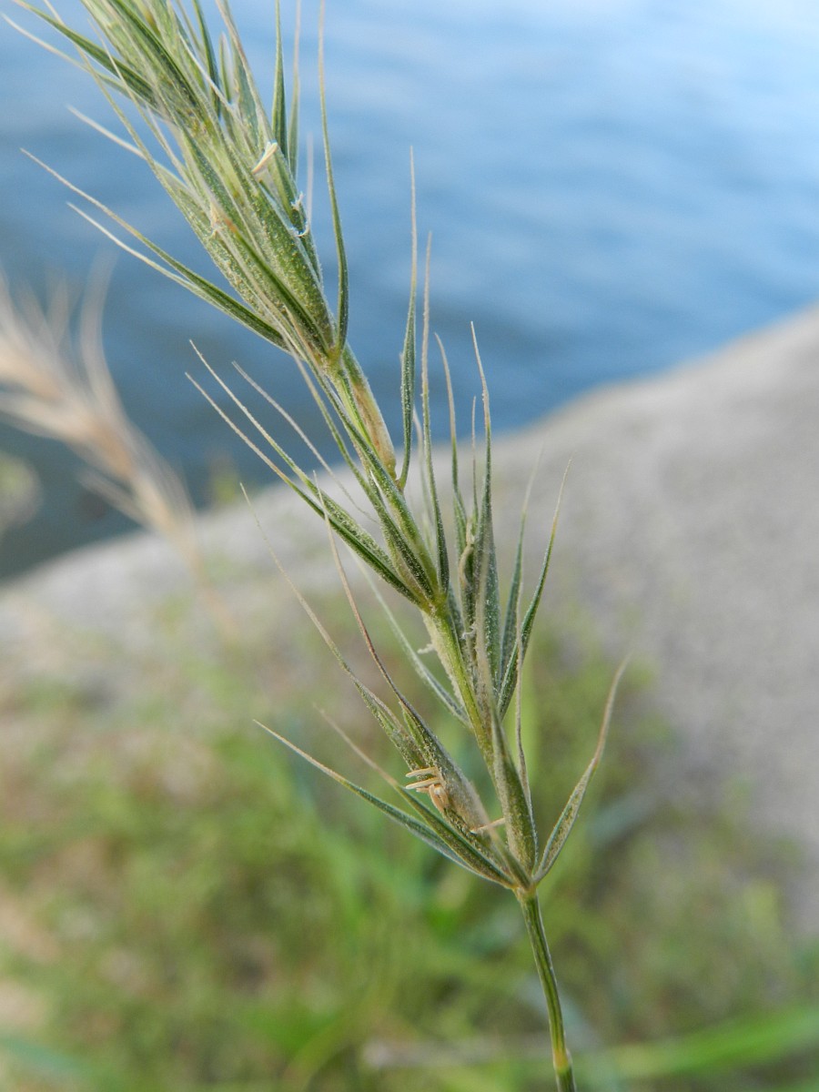 Elymus canadensis